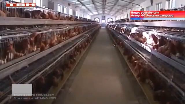 Птицы болеют гриппом и это опасно смотреть онлайн