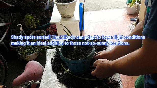 Sansevieria Bacularis [ Snakeplant ]