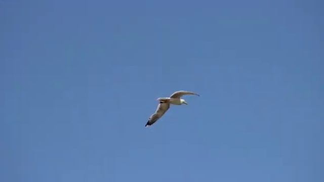 Приморское сельское поселение. День рыбака 2021 смотреть онлайн