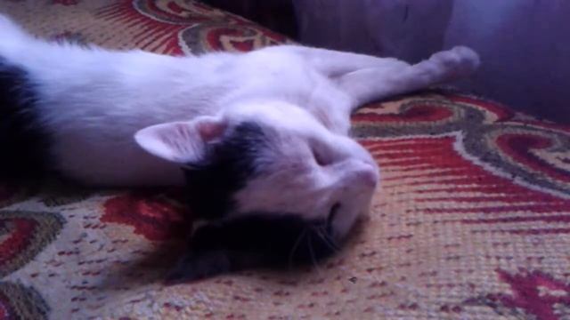 КОТ ДЁРГАЕТСЯ ВО СНЕ ПРИКОЛЬНО смотреть онлайн