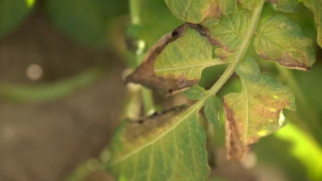 Делай правильно №5. Защита от болезней картофеля. смотреть онлайн