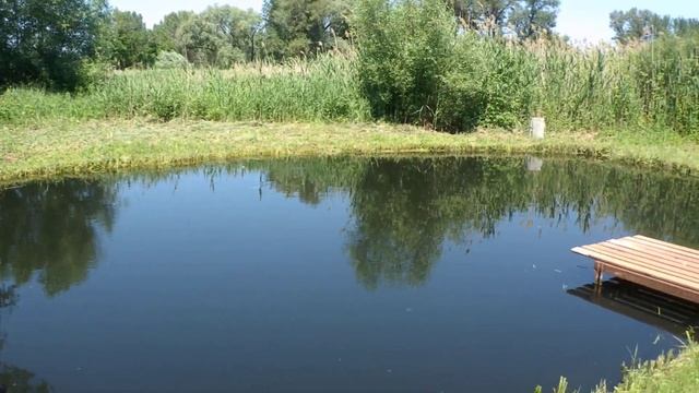 P6190459 как убрать зелень в пруду смотреть онлайн