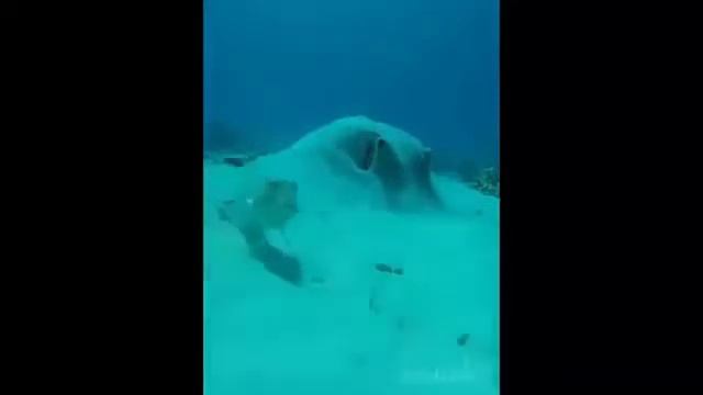 Самая опасная рыба, которую мы все часто покупаем смотреть онлайн