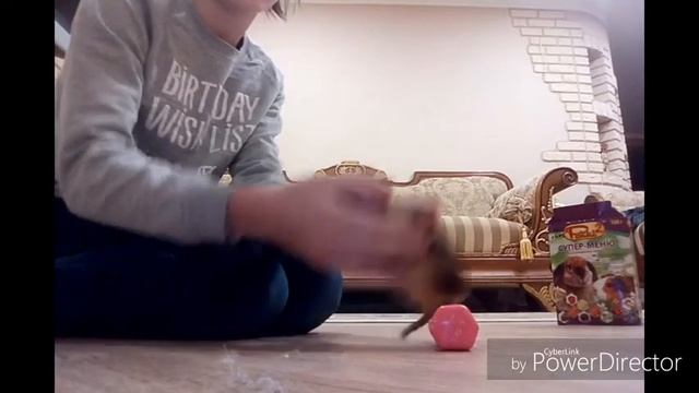 Дрессировка морских свинок смотреть онлайн