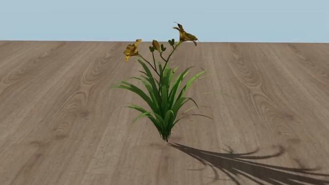 3D Vectorworks model of a Hemerocallis "Stella D'oro" смотреть онлайн