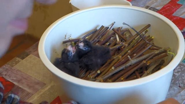 Кормление птенцов фиолетового турако. смотреть онлайн