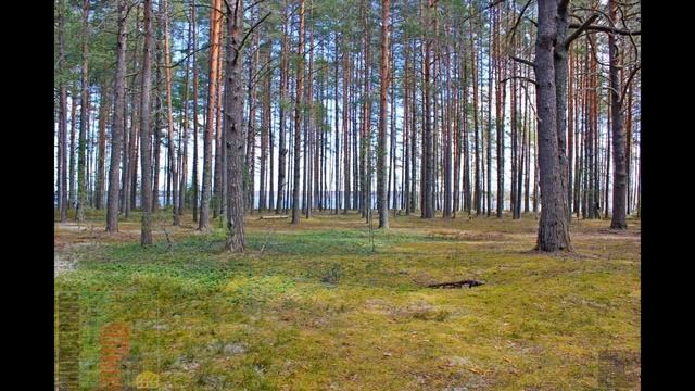 Участок 75 соток на первой береговой линии оз.... смотреть онлайн