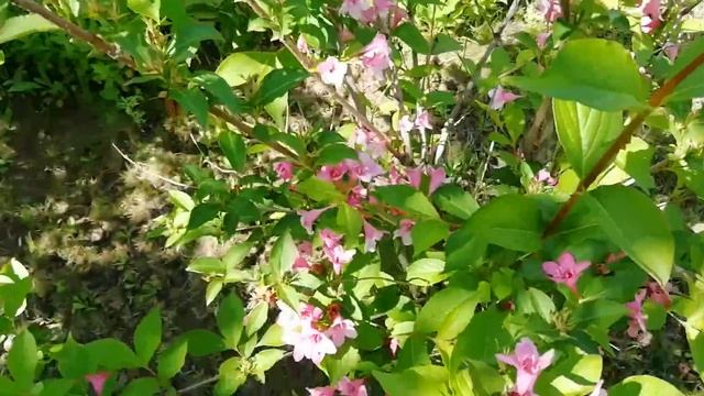 Вейгела. Посадка, обрезка, уход. смотреть онлайн