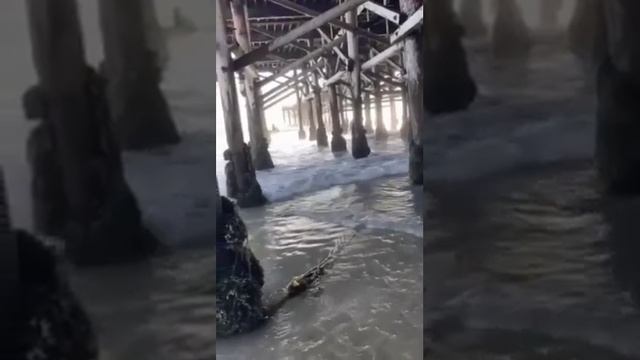 WITH ME DJ SASS MIX смотреть онлайн