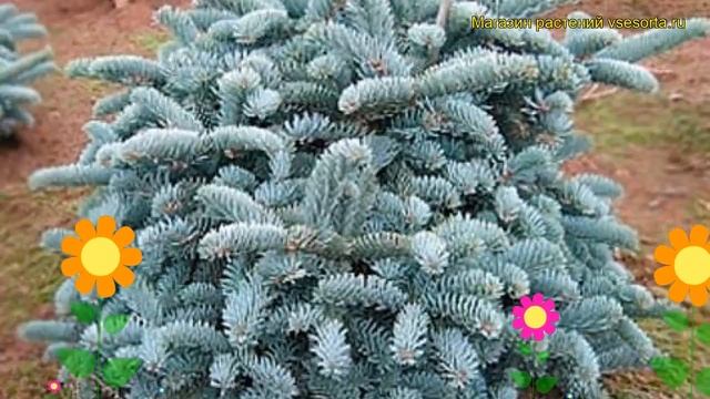 Пихта высокая Глаука. Краткий обзор, описание характеристик Abies Procera Glauca