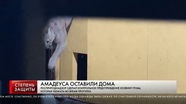 АМАДЕУСА ОСТАВИЛИ ДОМА смотреть онлайн