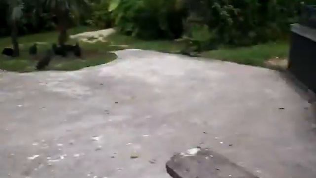 Крокодилы, фламинго и черепахи. Зоопарк Майами смотреть онлайн