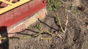 Как восстановить розы после зимы.