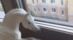 КАК ЛОШАДИ ГОТОВЯТСЯ К СЪЕМКАМ?АРАБСКИЕ ЛОШАДИ СОБИРАЛИСЬ НА ФОТОСЕССИЮ?ЛОШАДИ БРЕЕР/BREYER PREPARE