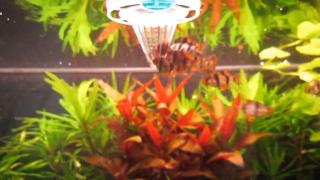 Кормежка подростков суматранского барбуса.) смотреть онлайн