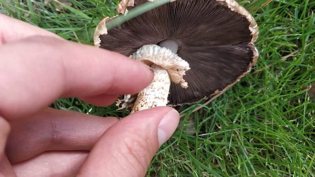 Características del género Agaricus смотреть онлайн