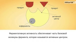 Ферменты и их роль в организме человека | Биология 8 класс #34 | Инфоурок