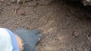 Картофель сарпо мира выращен под соломой по технологии посадил и выкопал без окучивания