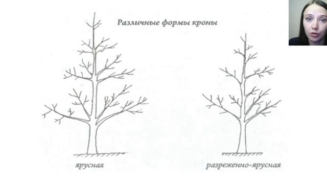 Вебинар "Яблони. Сорта. Посадка и уход" смотреть онлайн