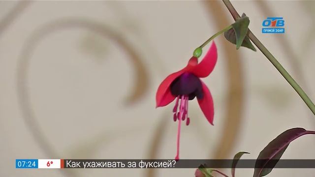 Садовые истории – разведение фуксий смотреть онлайн
