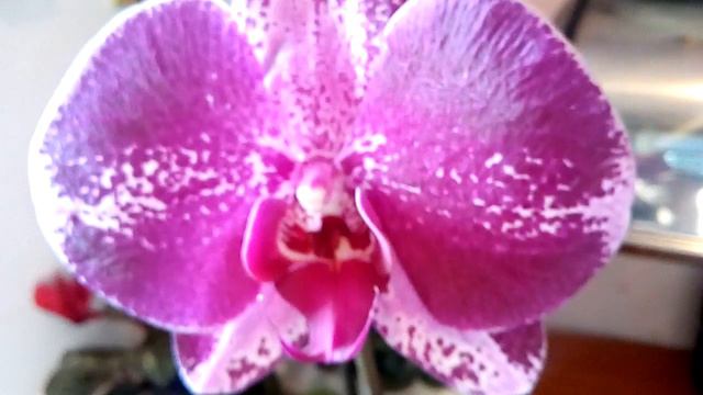 ПРО цветы -Покупочки на цветочной выставке! смотреть онлайн