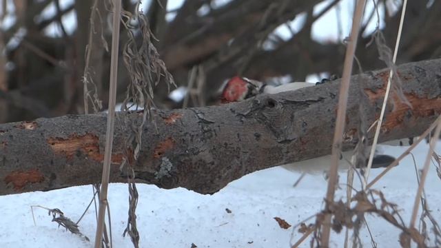 малый пестрый дятел самец зимой. смотреть онлайн