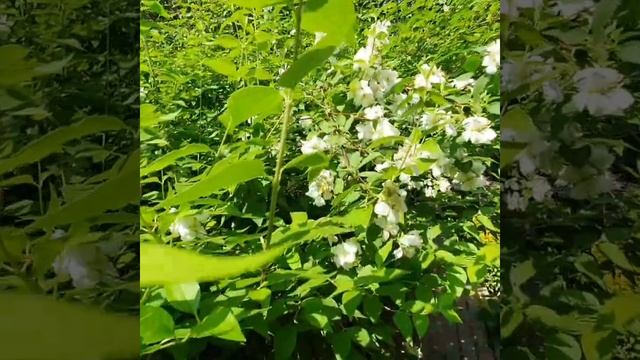 Стихотворение про жасмин. Гусарова Татьяна. Читает автор. смотреть онлайн