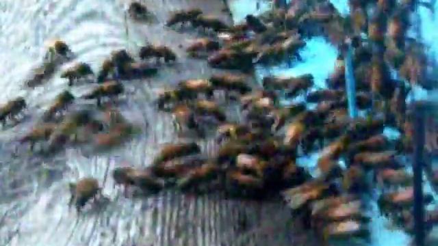 кавказская серая горная пчела - HoneyBee Last Flights before Winter смотреть онлайн