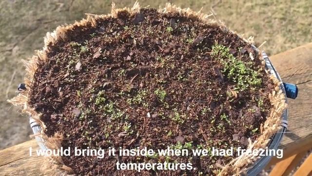 LOBELIA - CRYSTAL PALACE GIFT BASKET DIY USING DOLLER TREE ITEMS - EASTER COLLECTION ! ON A BUDGET!