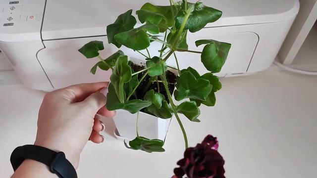 Пеларгония Royal Black Rose. Описание сорта капризной красавицы! Раскрываю секрет, чтобы зацвела! смотреть онлайн