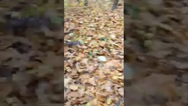 Белка Рыжик за неделю отрастила серую зимнюю шубку смотреть онлайн