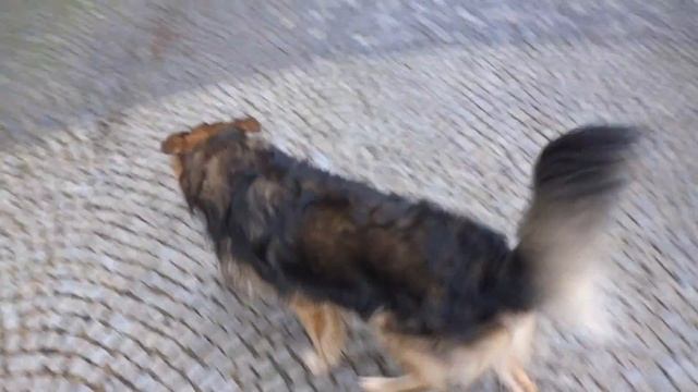 На автомобиле в Европу 2013. Боб в Братиславе))) смотреть онлайн