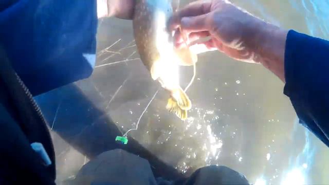 Поговорка гласит клюет вчера и завтра а у нас сегодня. смотреть онлайн