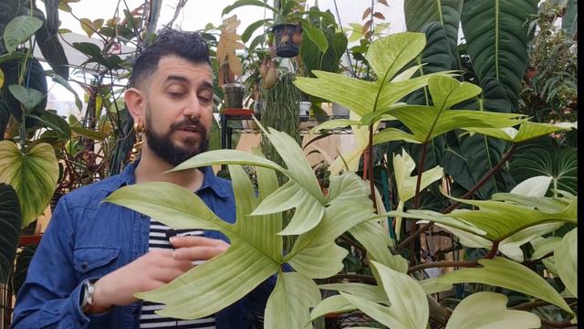 Philodendron Florida Ghost review | 2.5 Years Later | Is the Florida Ghost Worth the Hype смотреть онлайн