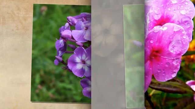 ФЛОКСЫ - ОСЕННИЕ ЦВЕТЫ смотреть онлайн