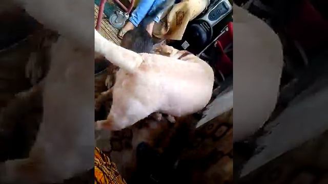 СОБАЧЬИ БОИ!! смотреть онлайн