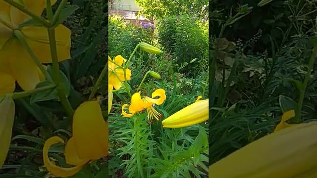 Лилия Еллоу Брюс тигровая смотреть онлайн