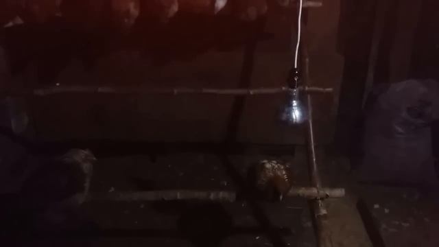 ШОК! ОГРОМНАЯ КРЫСА В КУРЯТНИКЕ смотреть онлайн