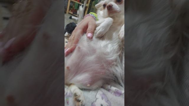 в ожидании ЧУДА 💕 Акса Бирсен Ролексовна питомник чихуахуа и той-пудель Кастропуло Крым смотреть онлайн