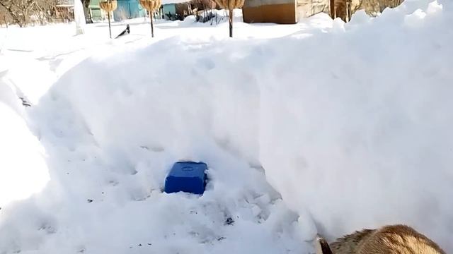 Лиса и ворона смотреть онлайн