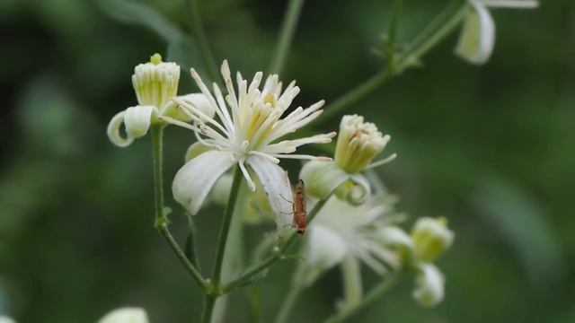 Clematis vitalba 1.mp4 смотреть онлайн