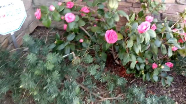 My Camellias (Hoa Sơn Trà) смотреть онлайн
