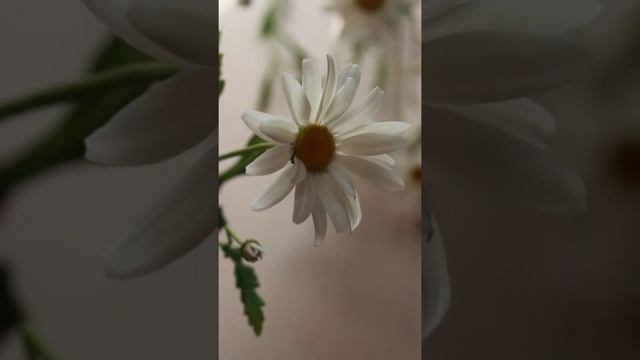 Ромашки ручной работы из флористической полимерной глины (холодный фарфор) смотреть онлайн