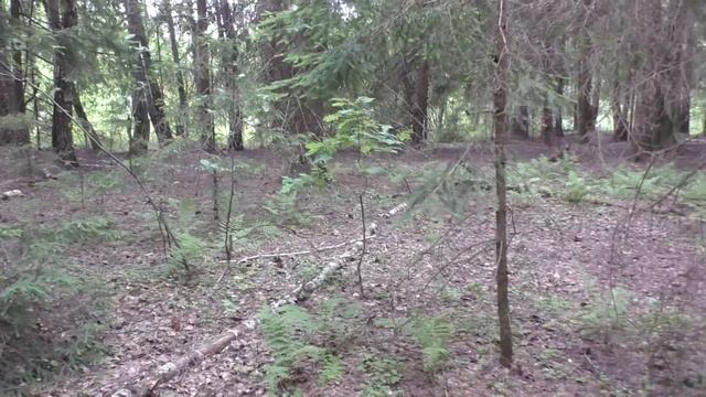 Активный рост Подосиновиков. Грибной сезон в разгаре! Июнь 2023 г. смотреть онлайн