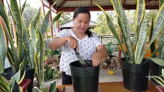 Sansevieria Plant/Mother - In - Law's Tongue Propagation In 2 Ways During Lock Down...