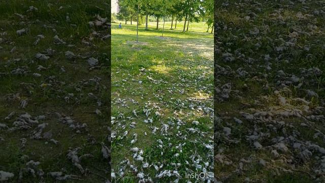 Белое лето 2024 30 мая