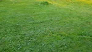 Пересадка взрослого куста жасмина летом