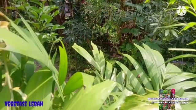 Pereskia Aculeata | Ora Pro Nobis Dourada | si daun emas kesukaan lebah | trigona | klanceng смотреть онлайн
