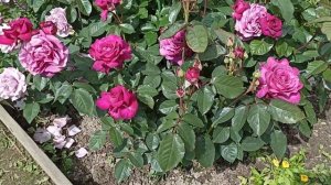 24 июня. Цветëм!!! ???Часть первая. Терра Лимбурджия и Лав Сонг, и другие розы в цвету