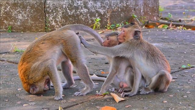 New funny video of big monkey steal milk from mother | super funny monkey hungry just try milk смотреть онлайн